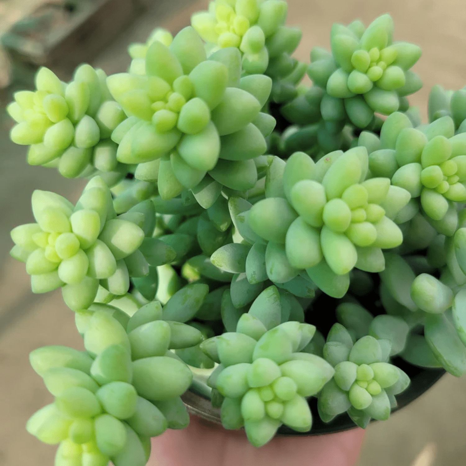 Donkey's Tail  Succulent Plant Live, Trailing Sedum Succulent Hanging Plant, 2" Pot, Indoor Outdoor Houseplant
