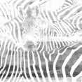 thumbnail image 2 of Parvez Taj "Zebra Stare" Print on Canvas, 2 of 4