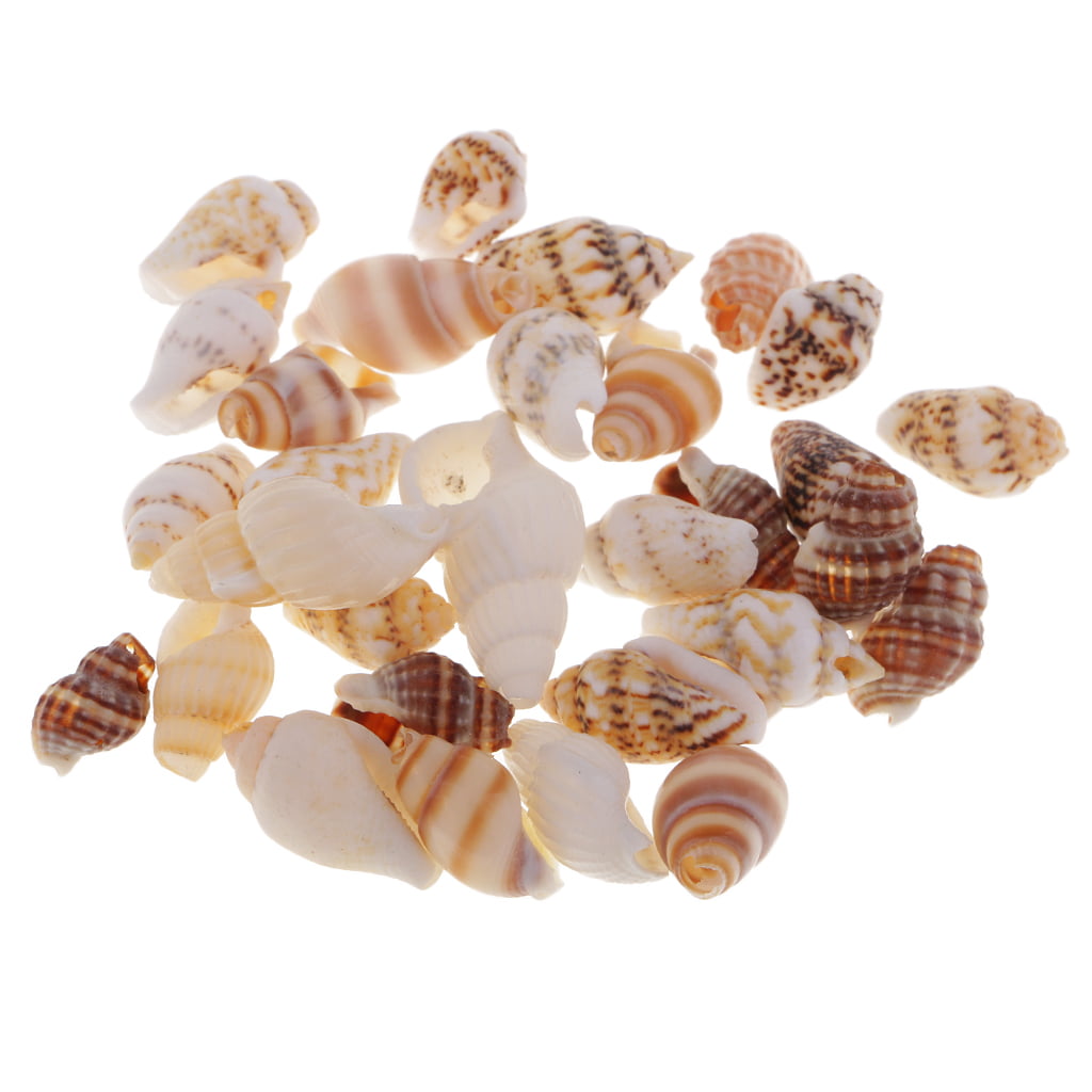 30pcs Aquarium Beach Mixed Sea Shell Tiny Shells Crafts DIY Decor Ornaments 