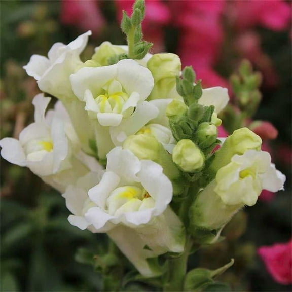 Floral Showers Snapdragon White ~25 Seeds - Non-GMO, Dwarf 6-8" Plants, Fragrant & Vibrant Blooms, Perfect for Indoor Planters, 115-121 Days to Maturity, Ideal for Bouquets & Arrangements.