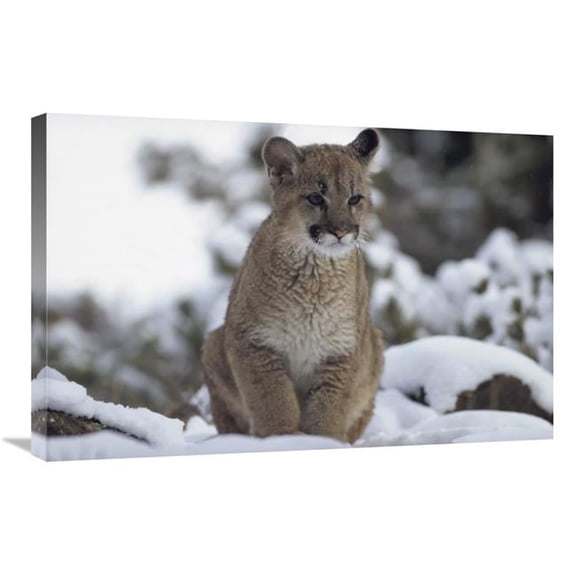20 x 30 in. Mountain Lion Juvenile in Snow, North America Art Print - Tim Fitzharris