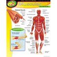 thumbnail image 1 of TREND ENTERPRISES Inc. Système Musculaire de la Carte T-38095, 1 of 1