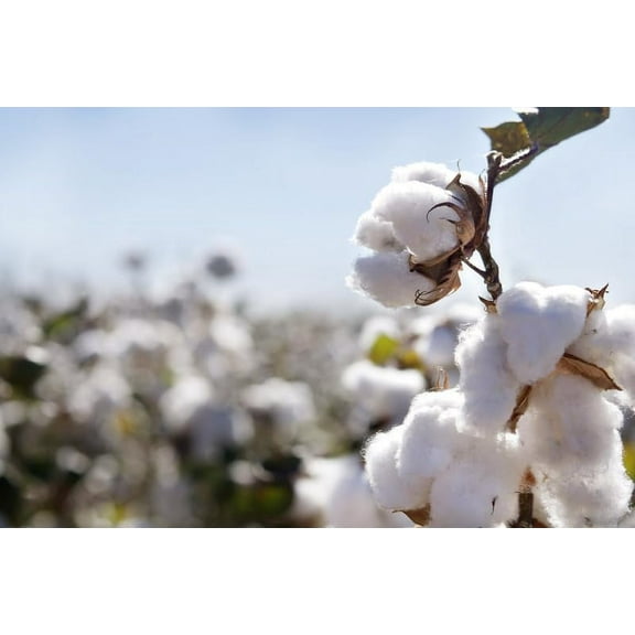 American Cotton Seeds for Planting - Gossypium hirsutum - (100 Seeds)