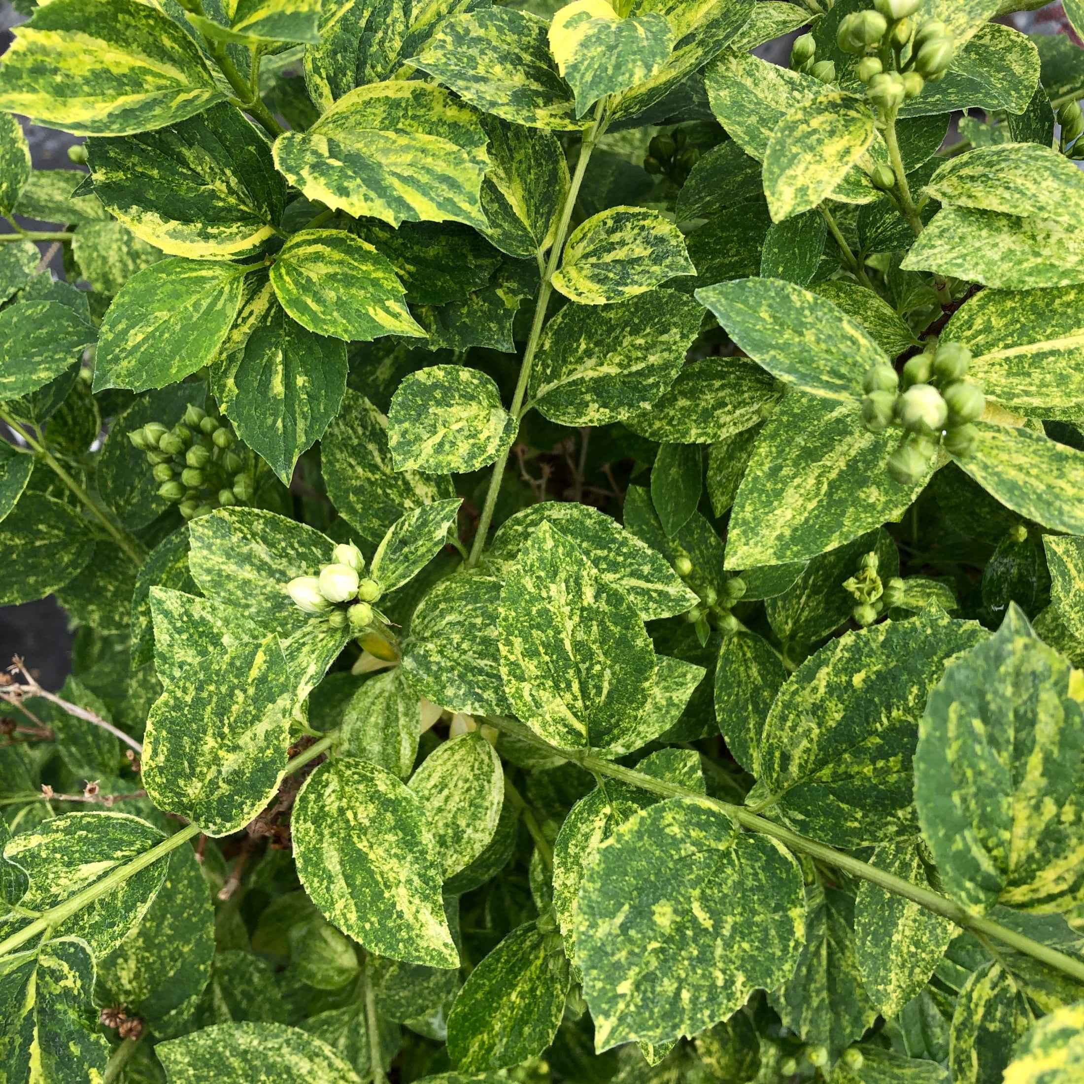 Proven Winners ColorChoice 5" White Illuminati Sparks Mockorange Live Plant in 4.5" Pot (4 Count)