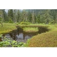 thumbnail image 2 of Paulson, Don 14x11 White Modern Wood Framed Museum Art Print Titled - Alaska, Admiralty Island Pond and forest, 2 of 4