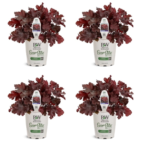 Proven Winners 5" Red Dolce 'Cherry Truffles' Coral Bells Live Plant in 4.5" Pot (4 Count)