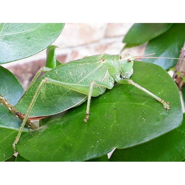 Leaf Grasshopper Green Insect Katydid Grasshopper 12 Inch By 18 Inch Laminated Poster With Bright Colors And Vivid Imagery Fits Perfectly In Many Attractive Frames Walmart Com Walmart Com