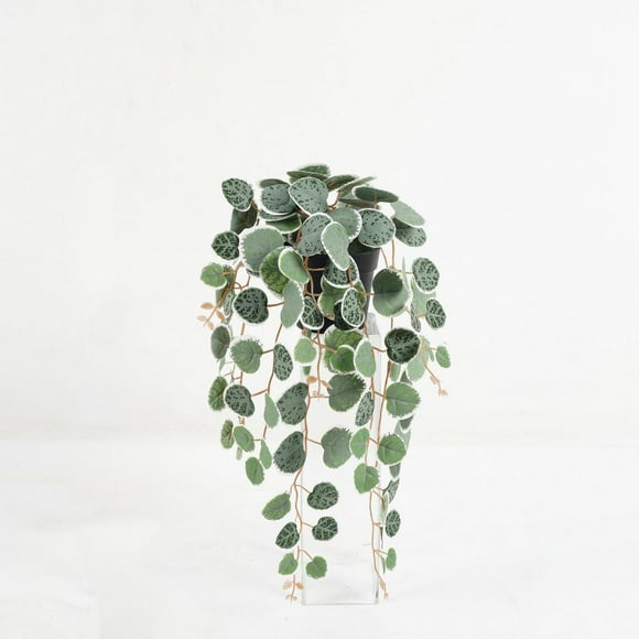 Lerman Decor's greenery plant, Greenery plant