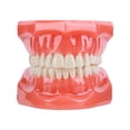 thumbnail image 1 of Modelo de dientes dentales multifuncional práctica visible inamovible para estudio de enseñanza Tmvgtek Cuidado Belleza, 1 of 8