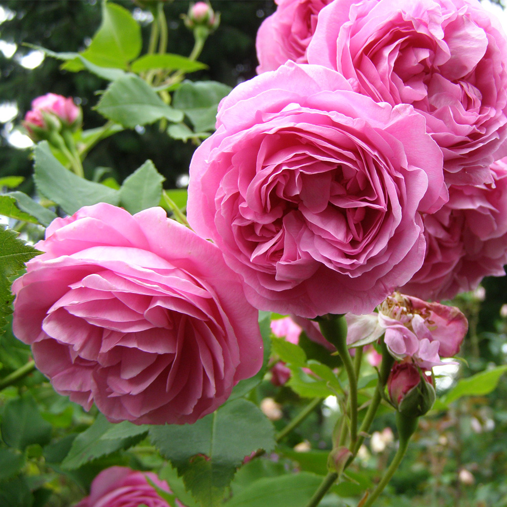 Heirloom Roses Rose Bush - The Louise Odier Bourbons Plant , Live Fragrant Plants For Outdoors , Pink Own Root Bushes For Planting , One Gallon Potted Outdoor Flowers - image 2 of 2