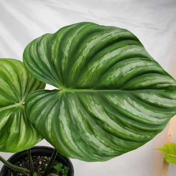 Plowmanii Philodendron - Live Starter Plant in a 2 Inch Growers Pot - Rare and Elegant Indoor Houseplant