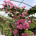 thumbnail image 5 of National Plant Network 3 gal. Rose Peggy Martin Shrub, 5 of 10