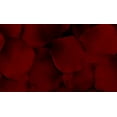 thumbnail image 2 of Burgundy - 1,000 Silk Rose Petals Wedding Favors - Solid Colors - Wedding Reception and Party Supplies, 2 of 2