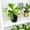 Marble Queen in 4.25" Grower Pot, variant on Golden Pothos Easy Care Houseplant | 4.25in Pot; Indirect Sun | Element by Altman Plants