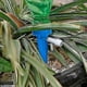 thumbnail image 2 of CHAO Riego de plantas ajustable, riego automático por goteo, 12 unidades, color azul, 2 of 3