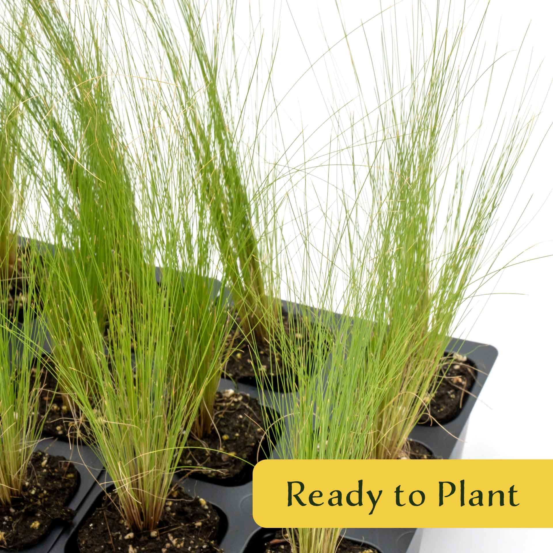 3 Mexican Feather Grass – Fine Textured Ornamental Grass with Silky Plumes for Borders & Mass Plantings (Nassella tenuissima) in 2.5” Cubes, Live Plants