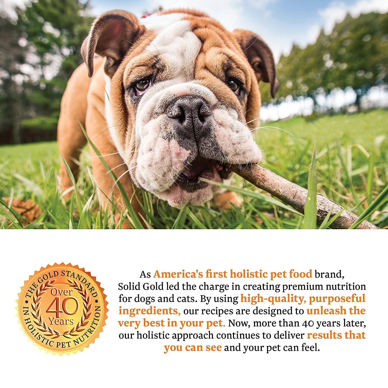 Holistic dog top food brands