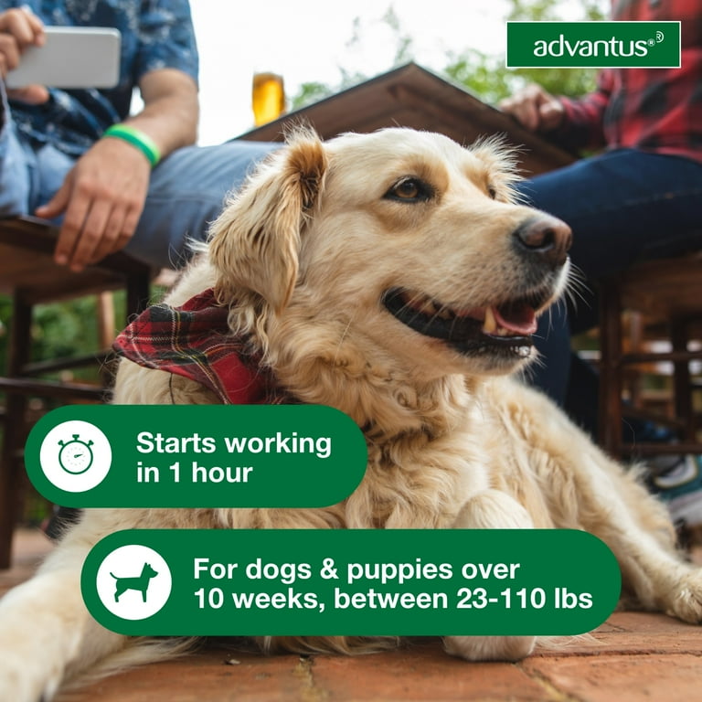 Advantus dog flea treatment 2025