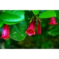 thumbnail image 2 of Red Bell Flower - Tree Lily - Portlandia coccinea - Indoors or Out - 4" Pot, 2 of 2