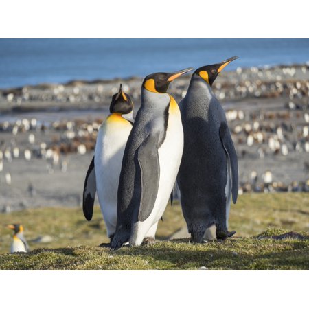 King Penguin rookery in St. Andrews Bay. Courtship behavior. South