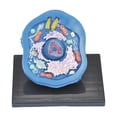 thumbnail image 2 of Kokiya Animal Cell Model Clearly Teaching Model for Display Classroom Study, 2 of 9