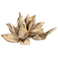 thumbnail image 3 of Vickerman 6" Bleached Star Pod, 1 piece, Dried, 3 of 4
