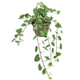 thumbnail image 5 of Sweetheart Ivy Plant (6" Minimalist Pot with Saucer) - Best Trailing Houseplants to Grow in Home and Office - Easy to Care Indoor Plants for Beginners, 5 of 5