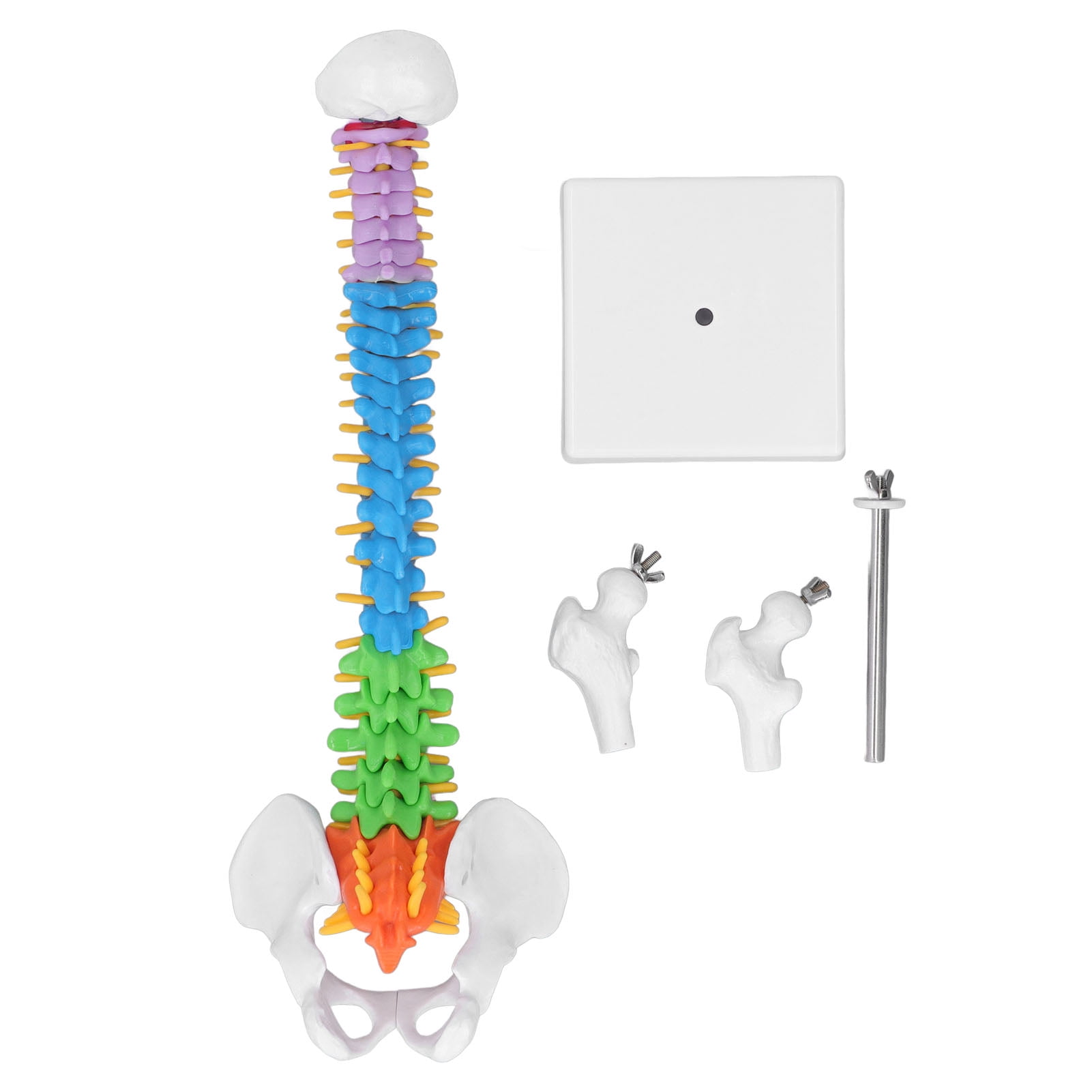 Human Spine Model, 45cm Colour Coded Miniature Model, Spine Bone Model