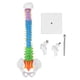 thumbnail image 3 of Modelo de Columna vertebral, Diseño de Color de Diseño de Color Vívido de 45 cm Modelo de Columna Humano para Estudio, 3 of 7