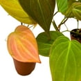 thumbnail image 6 of Philodendron Micans Heart Leaf Philo hederaceum, 2 inch Set of 3, Tiny Mini Pixie Plant, 6 of 7