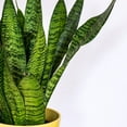 thumbnail image 3 of Snake Plant 'Zeylanica', 3 of 8