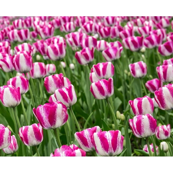 Rembrandt Tulip Bulbs for Planting - 10 Pink and White Rembrandt Tulips - Easy to Grow - Stunning Color - Made in USA, Ships from Iowa