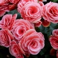 thumbnail image 3 of Sweet Strawberry Pink Begonia Flowers - 4 Bulbs - Attracts Butterflies, Bees & Hummingbirds - Sun & Shade Friendly-Spring Garden Perennial, 3 of 5