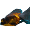 Black and Gold Moor Goldfish Unsexed