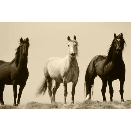 Scotts Cakes Pecan (Wild Stallion Horses, Alkali Creek, Cyclone Rim, Continental Divide, Wyoming, USA Animal Sepia Photography Print Wall Art By Scott T.)