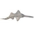 thumbnail image 4 of Figuras de Animales de Mar, Juguete Con Sierra Exquisito de Apariencia Realista REAL para Regalo, 4 of 7
