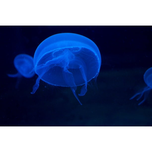 Coelenterate Moon Jellyfish  Schirmqualle 20 Inch By 30 