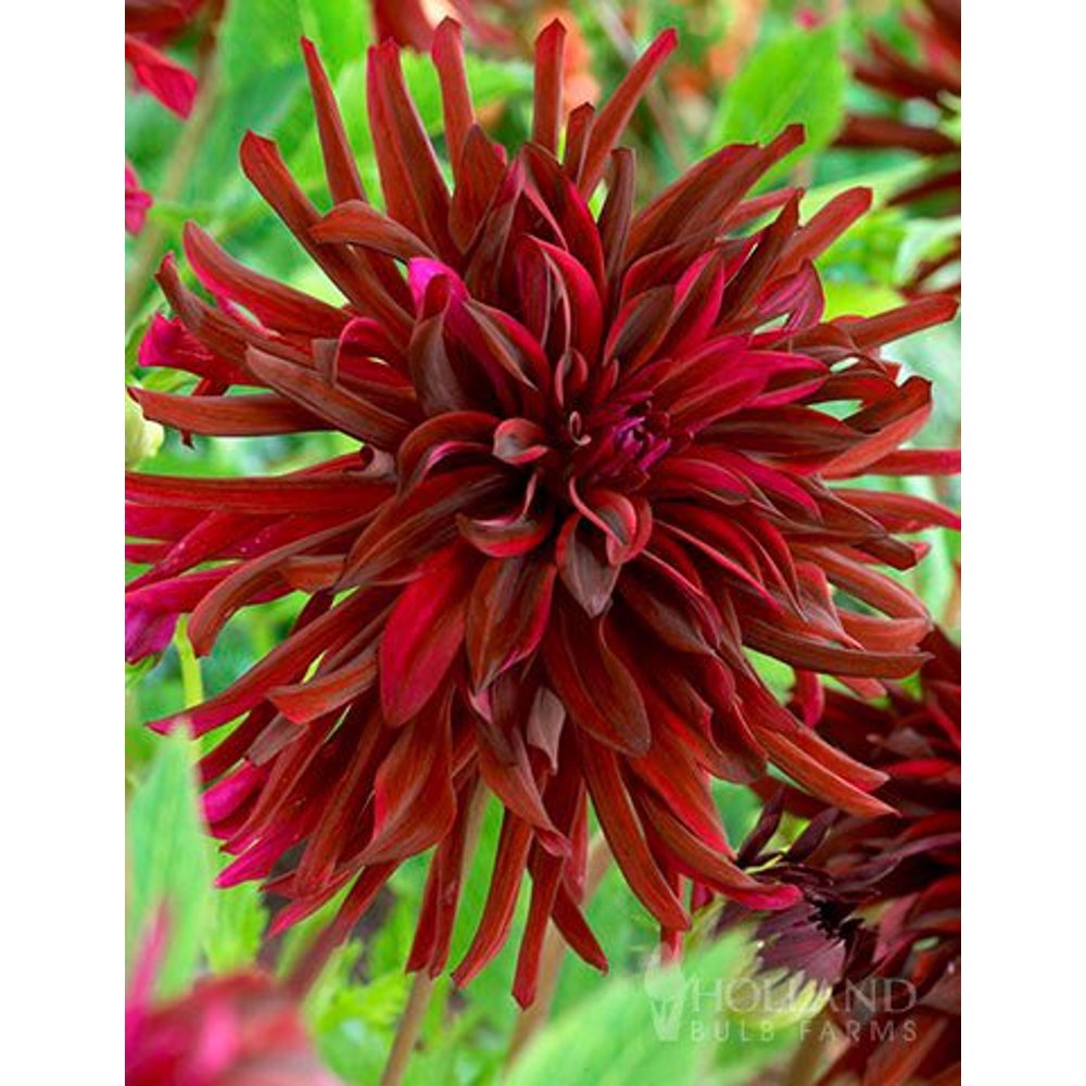 Brigitta Alida Dinnerplate Dahlia