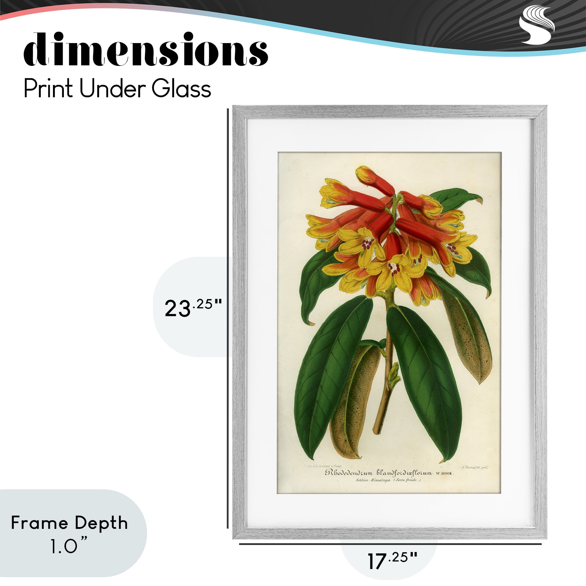 Stupell Industries Orange Yellow Rhododendron Gray Framed Print Under Glass, design by Print Collection