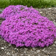 Proven Winners Outdoor Live Plant Phlox Creeping Spring Bling Ruby Pink Riot 2.5QT, Full Sun