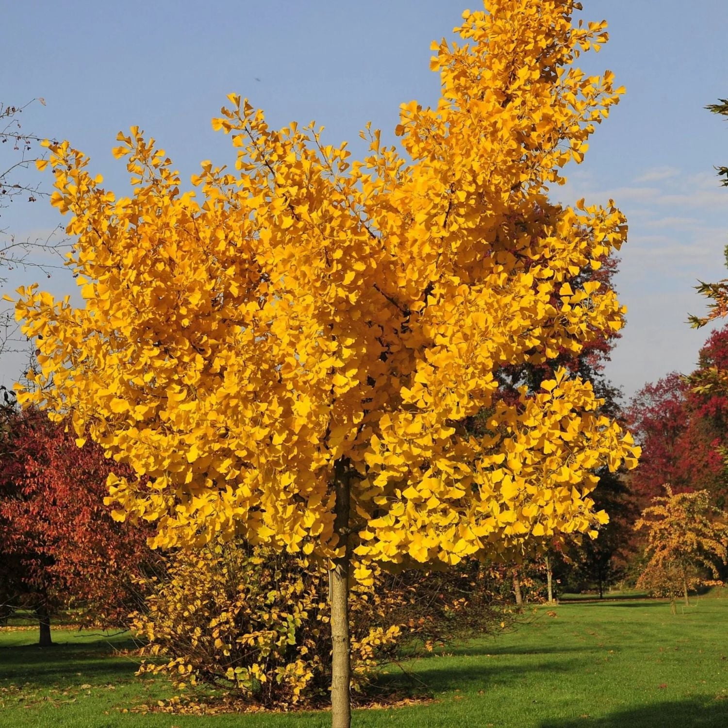 Expert Gardener 4-5' Ginkgo Autumn Gold in 2 gal. Grower Pot