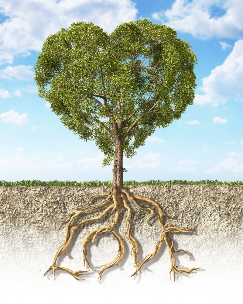 Cross Section Of Soil Showing A Heart shaped Tree With Its Roots As 