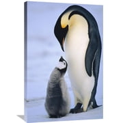 Global Gallery Konrad Wothe,Emperor Penguin adult with chick, Antarctica Stretched Canvas Artwork