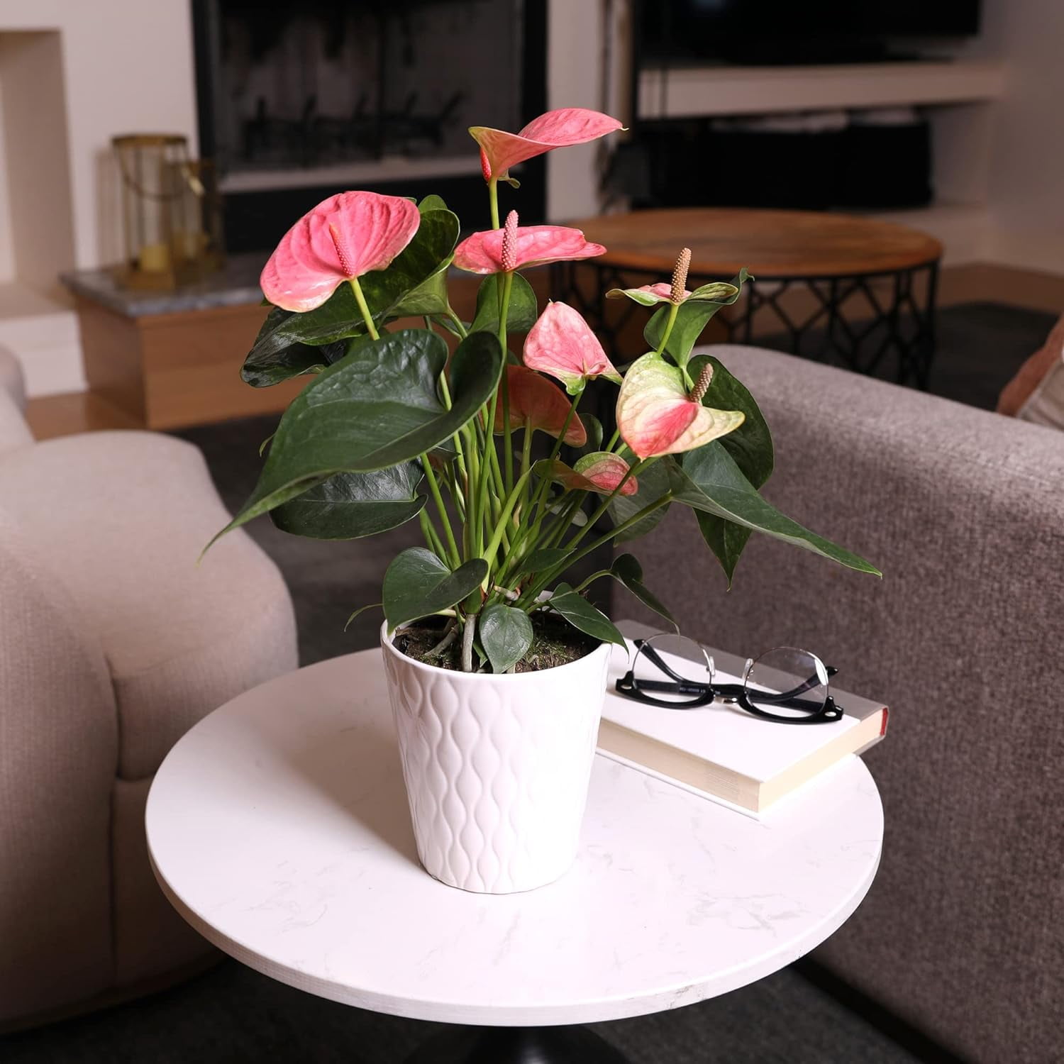 Just Add Ice 14-18" Tall Pink Sweet Dream Anthurium Live Plant in 5" Moss Topped White Ceramic Pot, House Plant