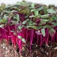 thumbnail image 4 of Beet Microgreens Seeds –  5 Lb ~120,000 Seeds – Beta vulgaris – Non-GMO, Heirloom, Open Pollinated, Annual, 4 of 6