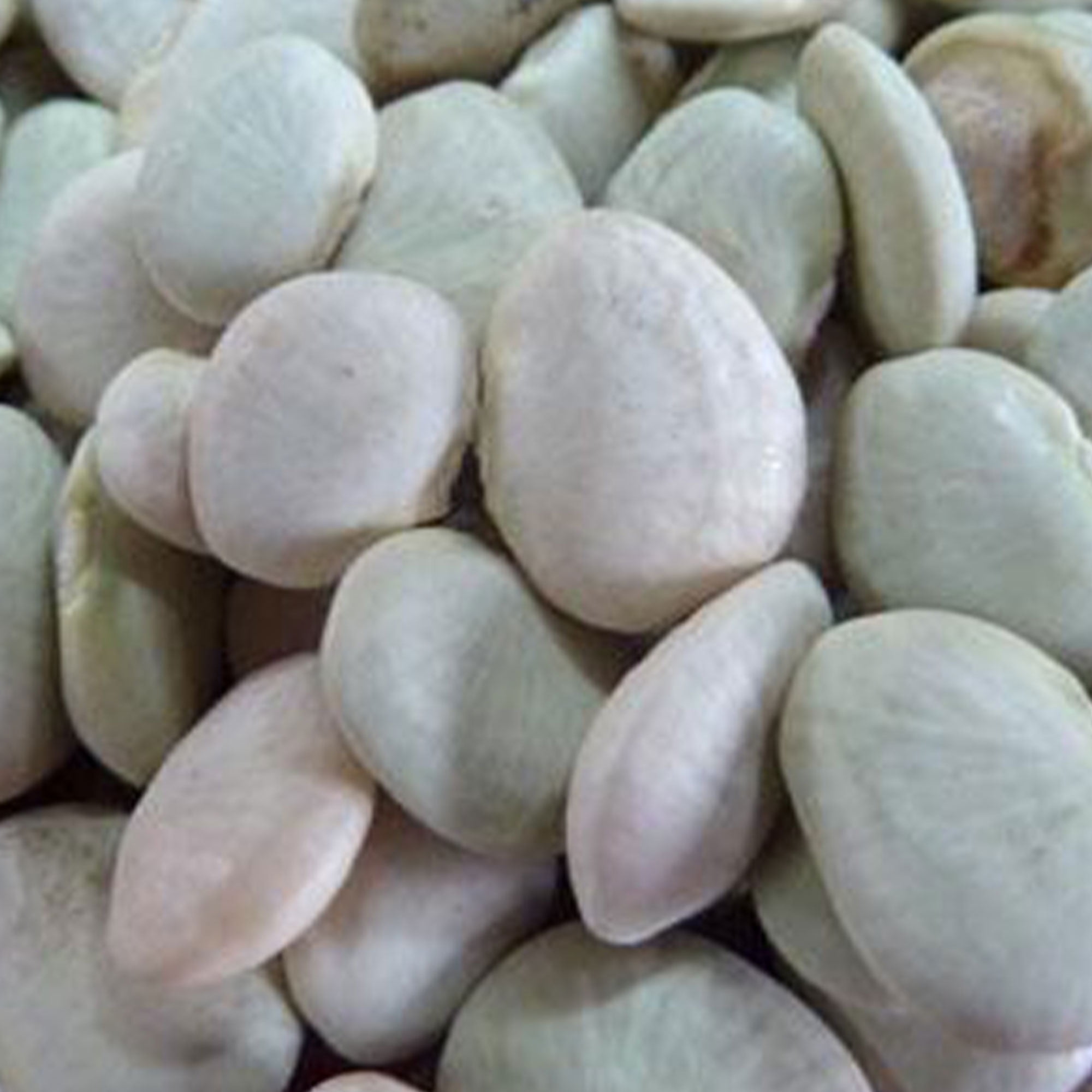 Early Thorogreen Bush Lima Bean 1/2 OZ 35 Seeds Heirloom Open