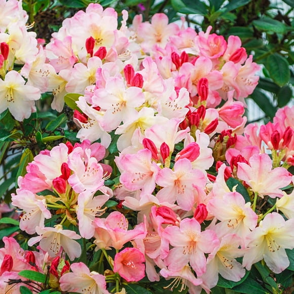 Percy Wiseman Rhododendrdron Bare Root Starter Stater Flowering Shrub (1-Pack)