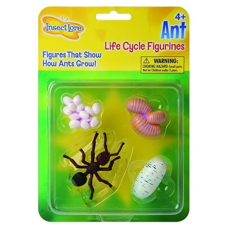 UPC: 0735569061109 | Insect Lore™ Ant Life Cycle Stages