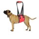 thumbnail image 1 of Arnés rojo en forma de L para perros mayores o discapacitados: la correa de soporte para la espalda ayuda a las patas débiles a ponerse de pie, caminar y subir escaleras (para perros de tamaño mediano, 1 of 5
