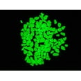 thumbnail image 1 of 3-8mm Premium Grade Glow Rocks - Green, 1 of 5